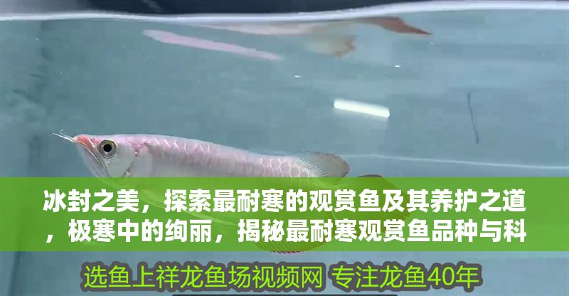 冰封之美，探索最耐寒的觀賞魚及其養護之道，極寒中的絢麗，揭秘最耐寒觀賞魚品種與科學養護技巧