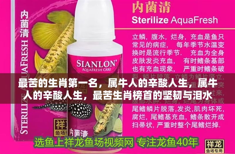 最苦的生肖第一名，屬牛人的辛酸人生，屬牛人的辛酸人生，最苦生肖榜首的堅韌與淚水