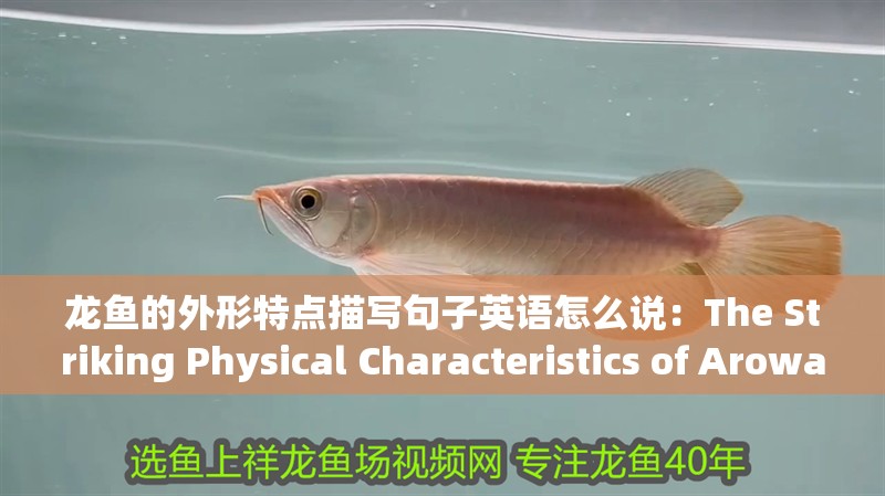 龍魚的外形特點描寫句子英語怎么說：The Striking Physical Characteristics of Arowana:A Detailed Description in English