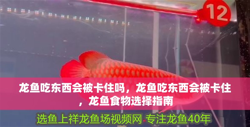 龍魚吃東西會被卡住嗎，龍魚吃東西會被卡住，龍魚食物選擇指南 龍魚吃東西會被卡住嗎，龍魚吃東西會被卡住，龍魚食物選擇指南 龍魚百科