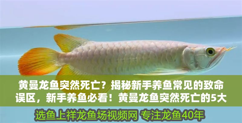 黃曼龍魚突然死亡？揭秘新手養(yǎng)魚常見(jiàn)的致命誤區(qū)，新手養(yǎng)魚必看！黃曼龍魚突然死亡的5大常見(jiàn)誤區(qū)