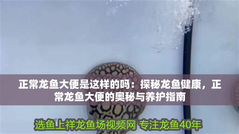 正常龍魚大便是這樣的嗎：探秘龍魚健康，正常龍魚大便的奧秘與養護指南