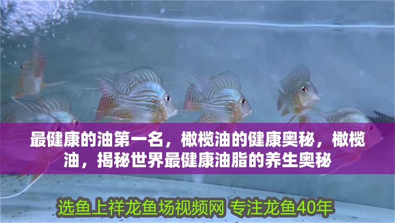 最健康的油第一名，橄欖油的健康奧秘，橄欖油，揭秘世界最健康油脂的養生奧秘