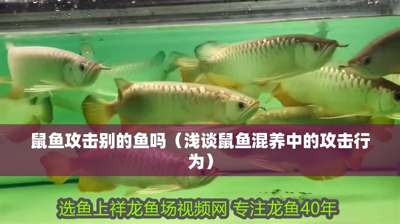 鼠魚攻擊別的魚嗎（淺談鼠魚混養中的攻擊行為） 鼠魚攻擊別的魚嗎（淺談鼠魚混養中的攻擊行為） 龍魚論壇