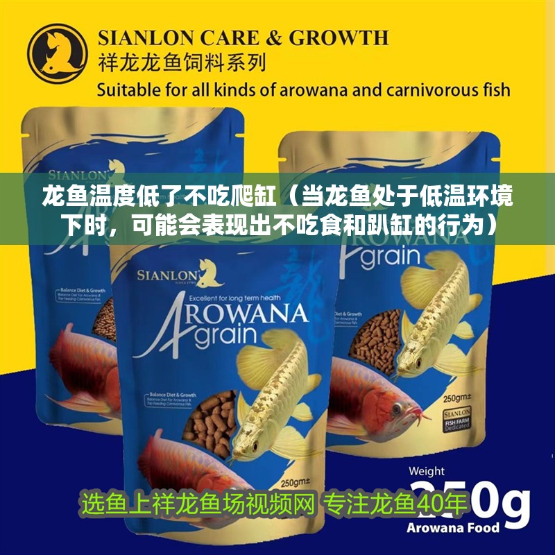 龍魚溫度低了不吃爬缸（當龍魚處于低溫環境下時，可能會表現出不吃食和趴缸的行為） 龍魚溫度低了不吃爬缸（當龍魚處于低溫環境下時，可能會表現出不吃食和趴缸的行為） 龍魚百科