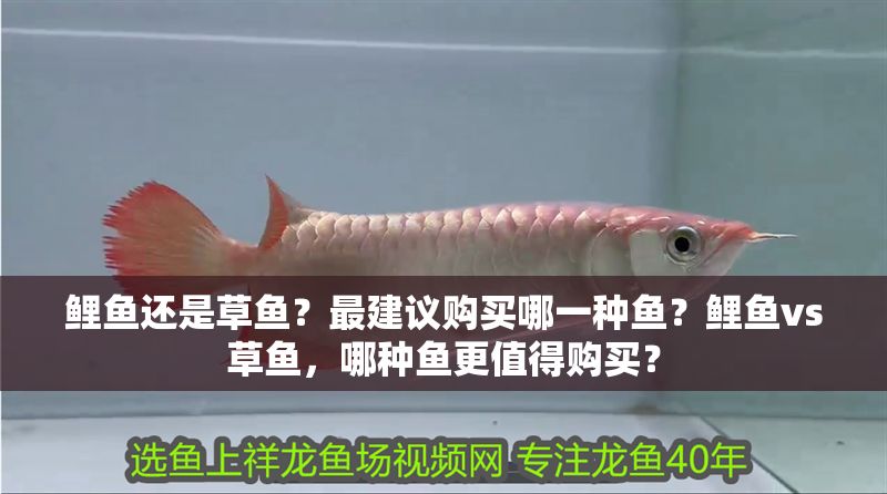 鯉魚還是草魚?最建議購買哪一種魚?鯉魚vs草魚,哪種魚更值得購買? 龍魚百科 第1張 鯉魚還是草魚?最建議購買哪一種魚?鯉魚vs草魚,哪種魚更值得購買? 鯉魚還是草魚?最建議購買哪一種魚?鯉魚vs草魚,哪種魚更值得購買? 龍魚百科 第1張