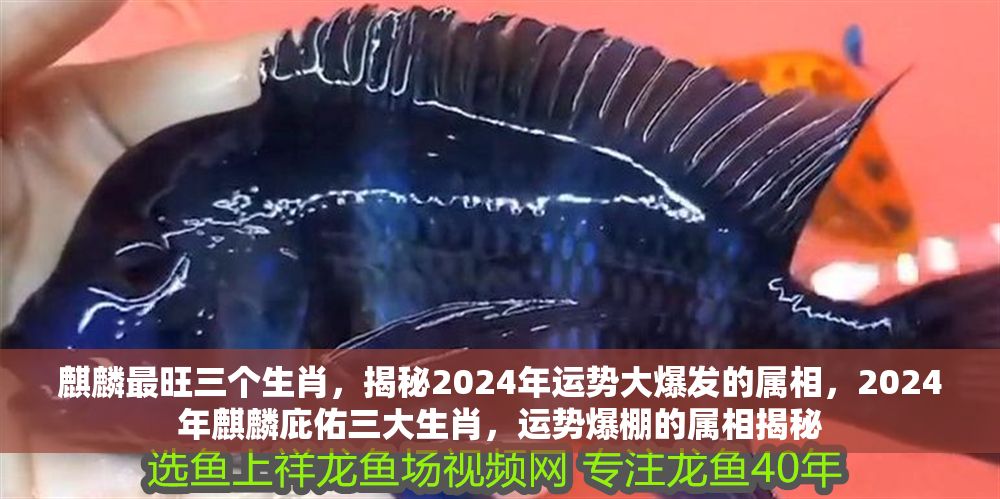 麒麟最旺三個生肖，揭秘2024年運(yùn)勢大爆發(fā)的屬相，2024年麒麟庇佑三大生肖，運(yùn)勢爆棚的屬相揭秘 麒麟最旺三個生肖，揭秘2024年運(yùn)勢大爆發(fā)的屬相，2024年麒麟庇佑三大生肖，運(yùn)勢爆棚的屬相揭秘 龍魚百科 第1張