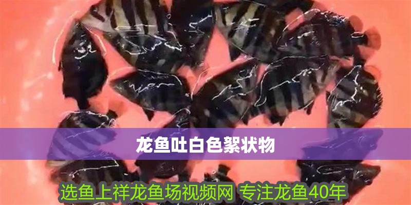 龍魚吐白色絮狀物