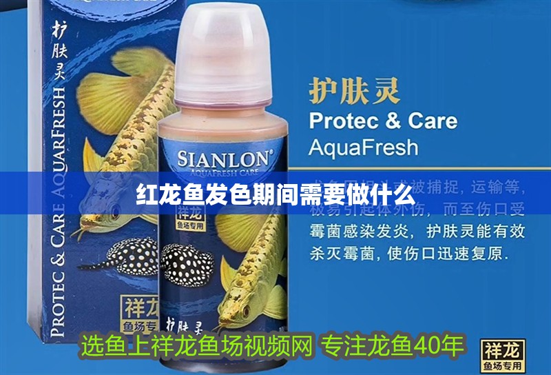 紅龍魚發色期間需要做什么 紅龍魚發色期間需要做什么 龍魚百科