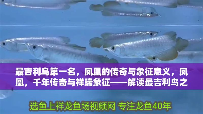 最吉利鳥第一名，鳳凰的傳奇與象征意義，鳳凰，千年傳奇與祥瑞象征——解讀最吉利鳥之王的奧秘