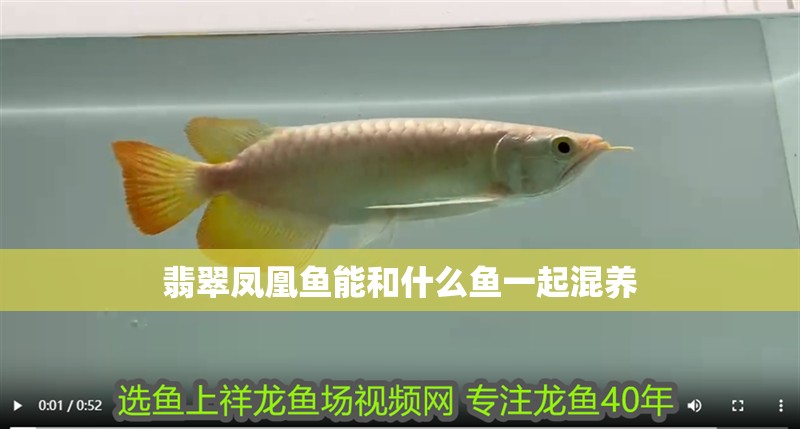 翡翠鳳凰魚能和什么魚一起混養