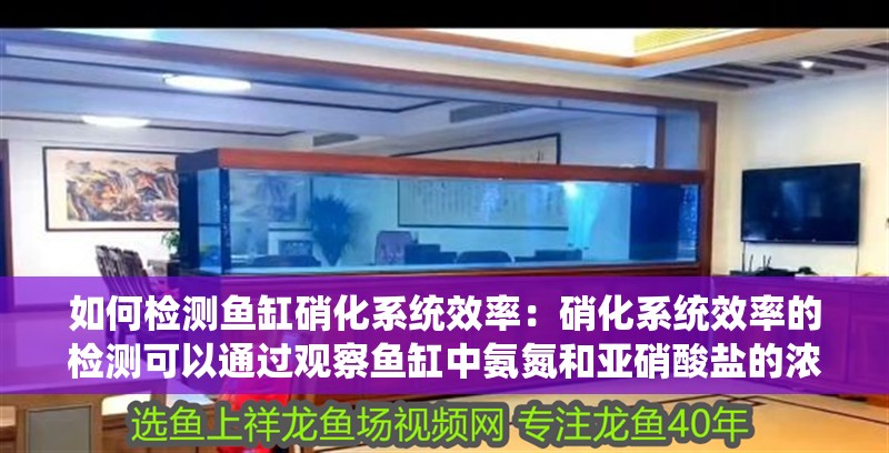 紅龍魚用黃燈烤有用嗎 如何檢測魚缸硝化系統(tǒng)效率:硝化系統(tǒng)效率的檢測可以通過觀察魚缸中氨氮和亞硝酸鹽的濃度變化來實現(xiàn) 魚缸百科 如何檢測魚缸硝化系統(tǒng)效率:硝化系統(tǒng)效率的檢測可以通過觀察魚缸中氨氮和亞硝酸鹽的濃度變化來實現(xiàn) 如何檢測魚缸硝化系統(tǒng)效率:硝化系統(tǒng)效率的檢測可以通過觀察魚缸中氨氮和亞硝酸鹽的濃度變化來實現(xiàn) 魚缸百科