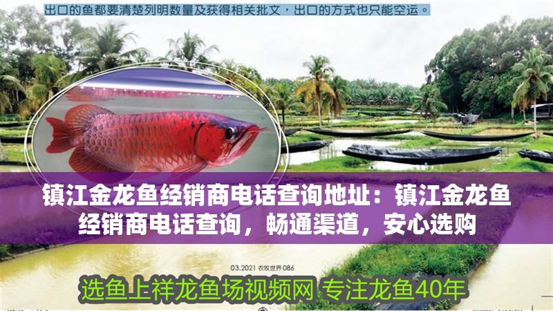 鎮江金龍魚經銷商電話查詢地址：鎮江金龍魚經銷商電話查詢，暢通渠道，安心選購