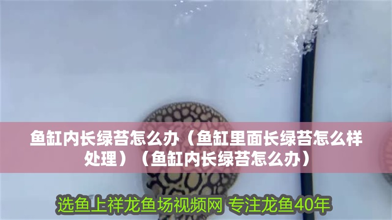 魚缸內長綠苔怎么辦（魚缸里面長綠苔怎么樣處理）（魚缸內長綠苔怎么辦） 魚缸內長綠苔怎么辦（魚缸里面長綠苔怎么樣處理）（魚缸內長綠苔怎么辦） 魚缸百科