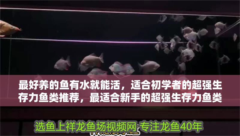 最好養(yǎng)的魚有水就能活，適合初學(xué)者的超強(qiáng)生存力魚類推薦，最適合新手的超強(qiáng)生存力魚類推薦，有水就能活的易養(yǎng)魚種