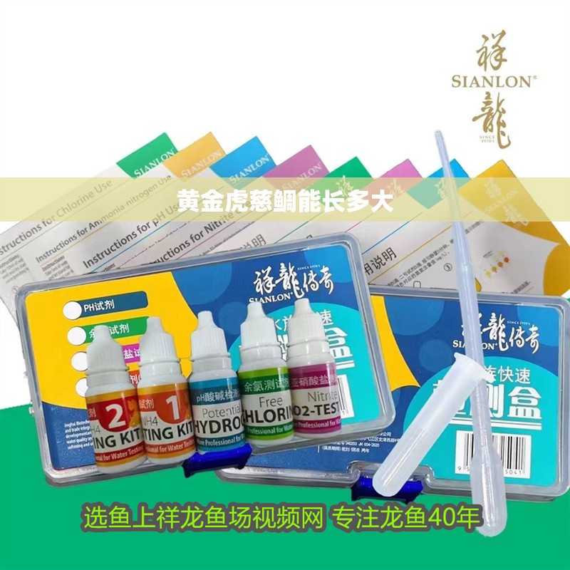 黃金虎慈鯛能長多大