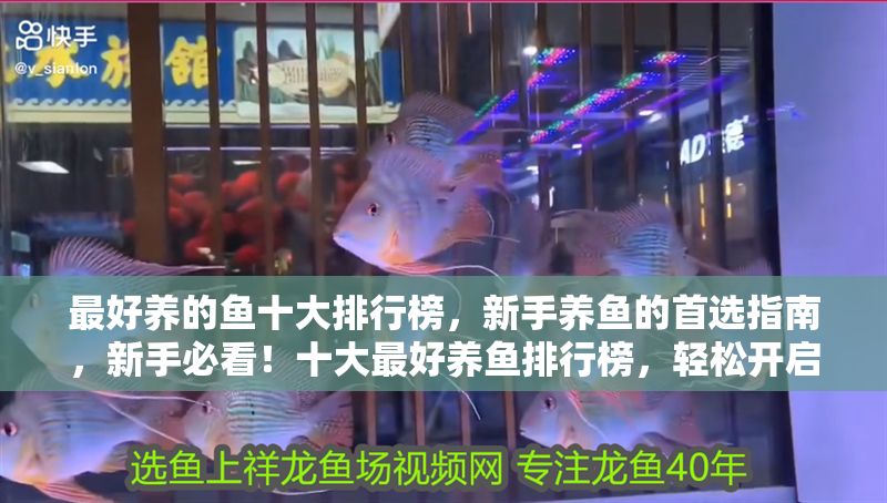 最好養的魚十大排行榜，新手養魚的首選指南，新手必看！十大最好養魚排行榜，輕松開啟養魚之旅