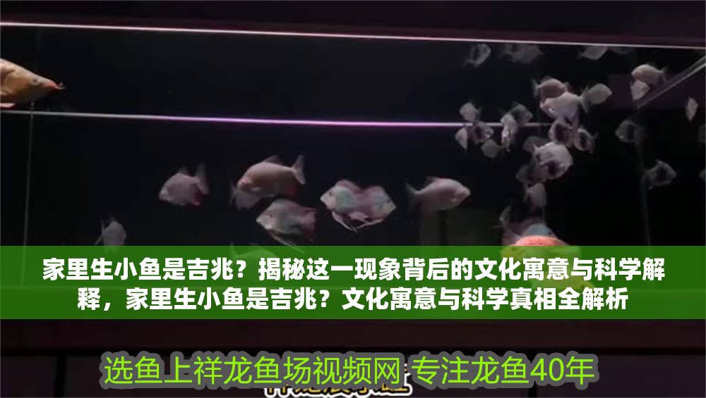 家里生小魚是吉兆？揭秘這一現(xiàn)象背后的文化寓意與科學(xué)解釋，家里生小魚是吉兆？文化寓意與科學(xué)真相全解析