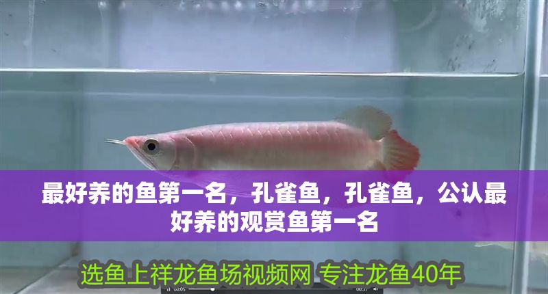 最好養的魚第一名，孔雀魚，孔雀魚，公認最好養的觀賞魚第一名