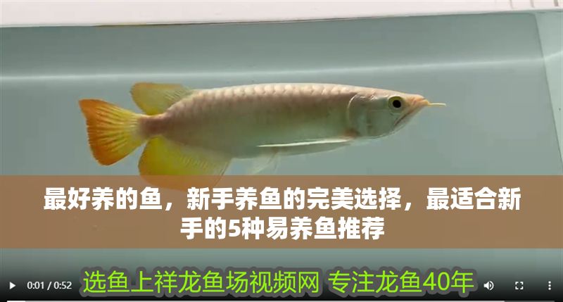 最好養的魚，新手養魚的完美選擇，最適合新手的5種易養魚推薦