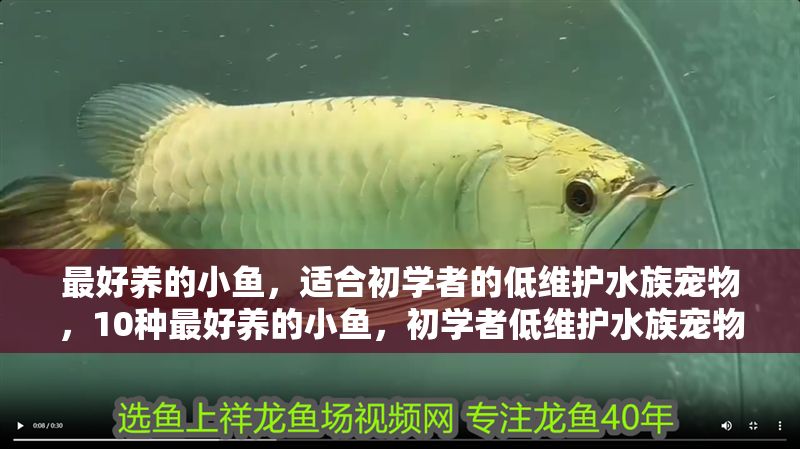 最好養的小魚，適合初學者的低維護水族寵物，10種最好養的小魚，初學者低維護水族寵物推薦