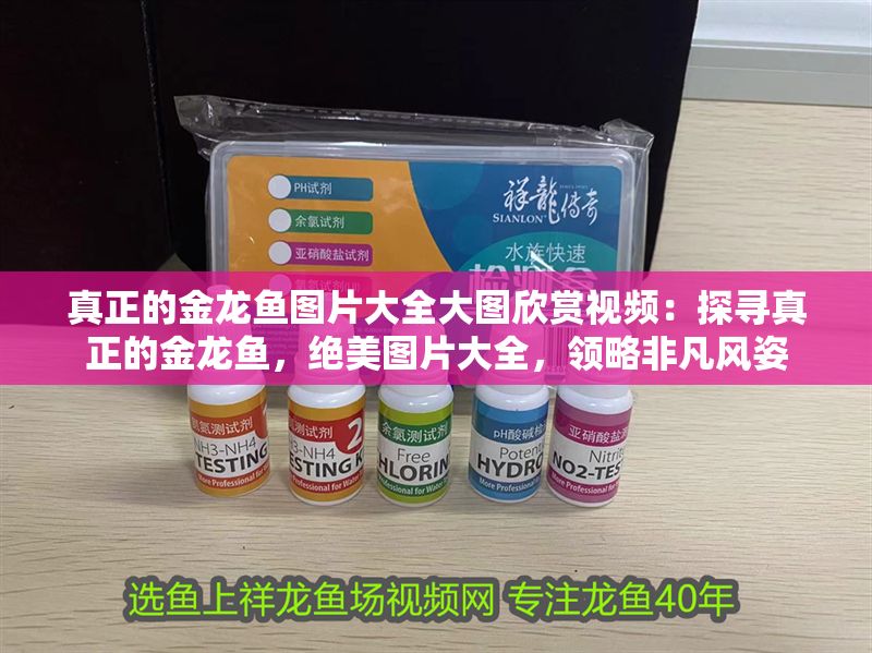 真正的金龍魚圖片大全大圖欣賞視頻：探尋真正的金龍魚，絕美圖片大全，領略非凡風姿