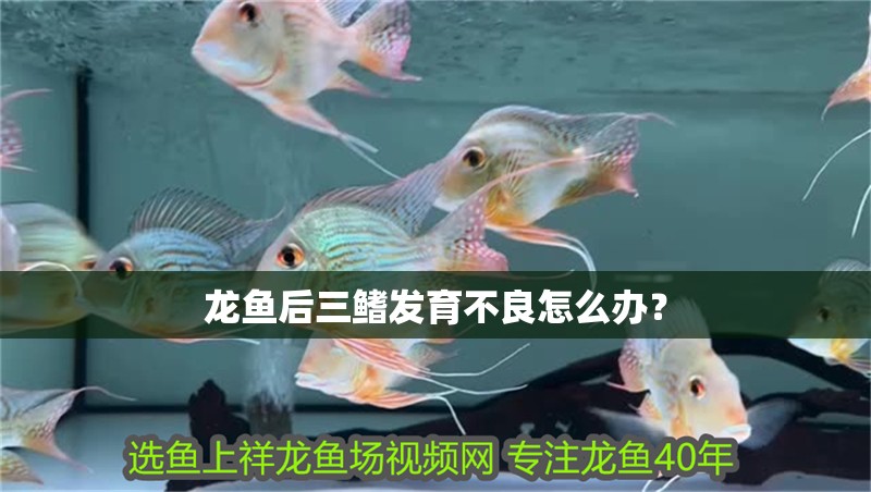 龍魚后三鰭發育不良怎么辦？