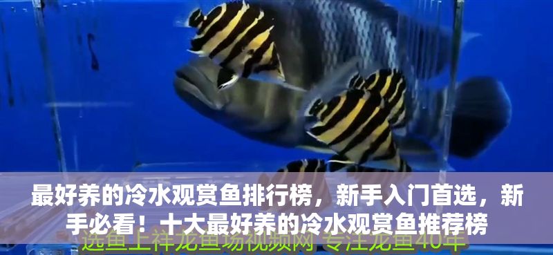 最好養(yǎng)的冷水觀賞魚排行榜，新手入門首選，新手必看！十大最好養(yǎng)的冷水觀賞魚推薦榜
