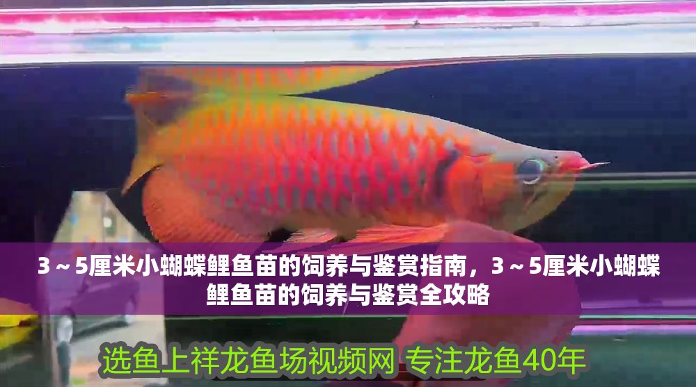 3～5厘米小蝴蝶鯉魚苗的飼養與鑒賞指南，3～5厘米小蝴蝶鯉魚苗的飼養與鑒賞全攻略