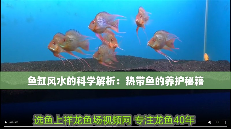 魚缸風水的科學解析：熱帶魚的養護秘籍