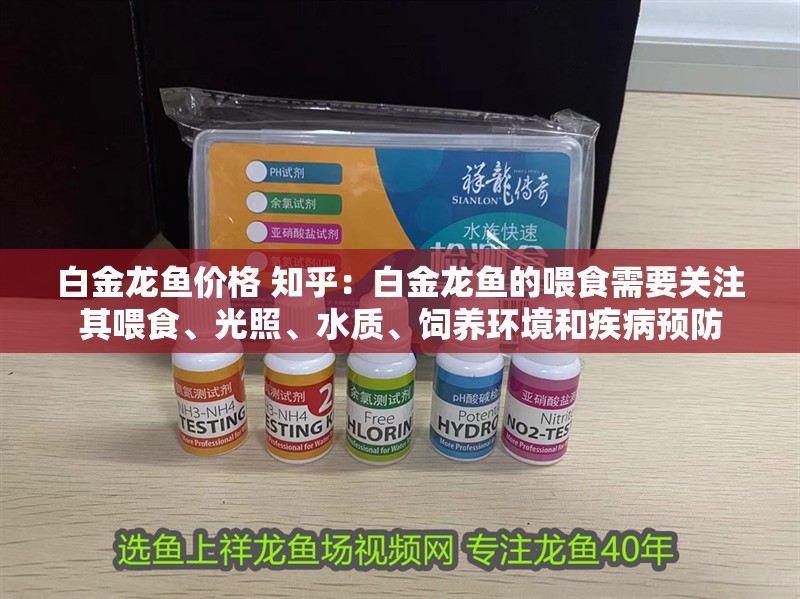 白金龍魚價格 知乎：白金龍魚的喂食需要關(guān)注其喂食、光照、水質(zhì)、飼養(yǎng)環(huán)境和疾病預防