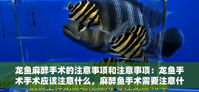 龍魚麻醉手術的注意事項和注意事項：龍魚手術手術應該注意什么，麻醉魚手術需要注意什么