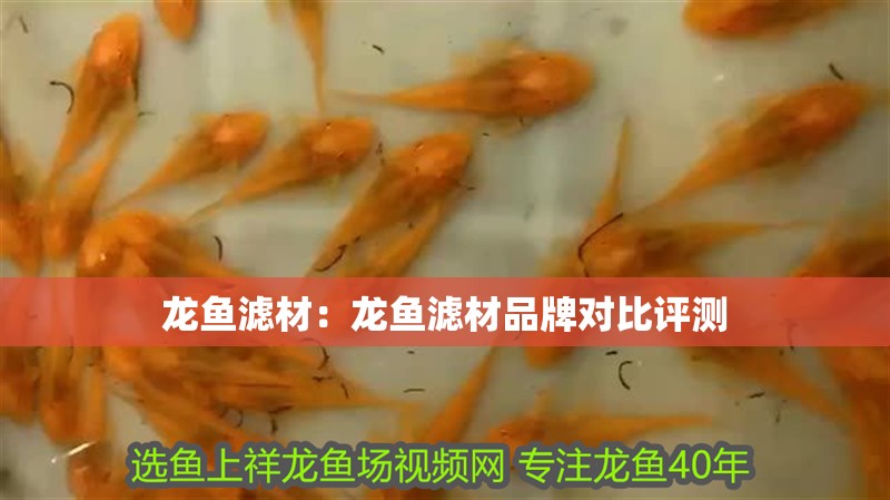 龍魚濾材：龍魚濾材品牌對比評測