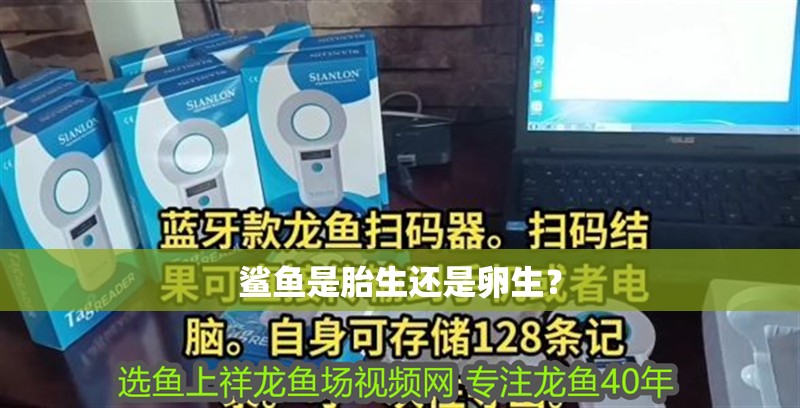 魚缸用增氧泵價格是多少:魚缸增氧機-xtrac增氧機-xtrac增氧機 鯊魚是胎生還是卵生? 龍魚論壇 鯊魚是胎生還是卵生? 鯊魚是胎生還是卵生? 龍魚論壇