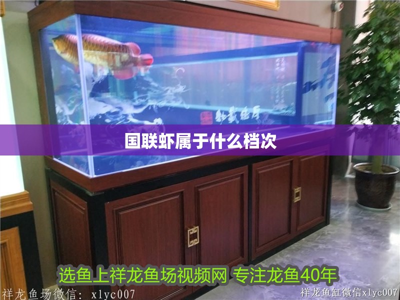 國聯蝦屬于什么檔次