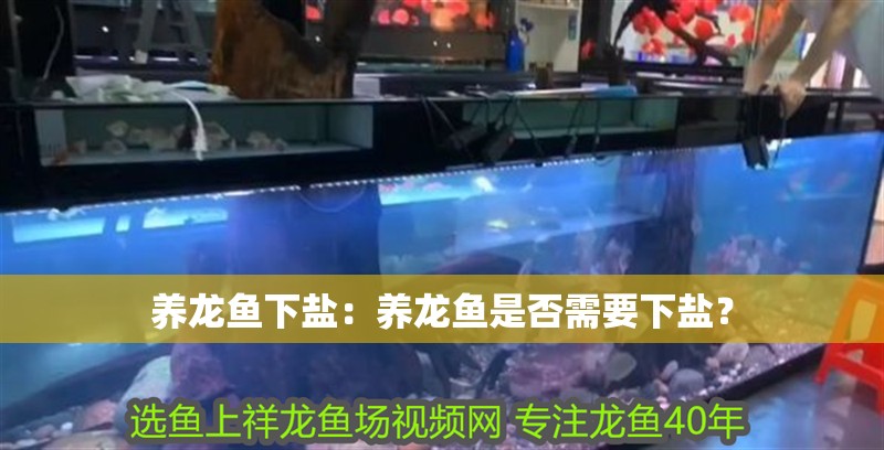 養龍魚下鹽：養龍魚是否需要下鹽？