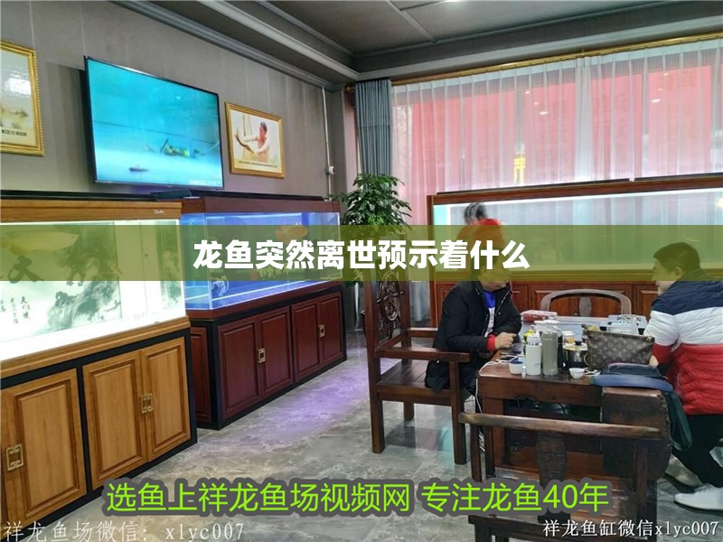 我的虎魚真菌感染了要怎么處理 龍魚突然離世預(yù)示著什么 龍魚論壇 龍魚突然離世預(yù)示著什么 龍魚突然離世預(yù)示著什么 龍魚論壇