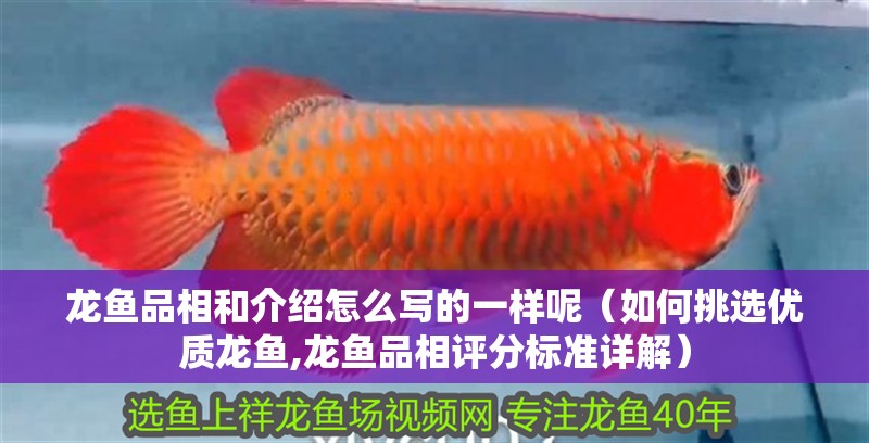 龍魚品相和介紹怎么寫的一樣呢（如何挑選優(yōu)質(zhì)龍魚,龍魚品相評(píng)分標(biāo)準(zhǔn)詳解）