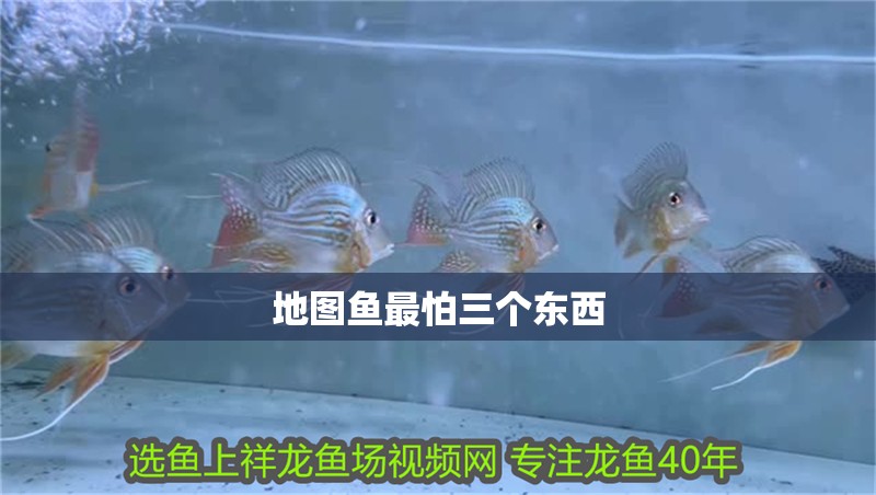 地圖魚最怕三個(gè)東西