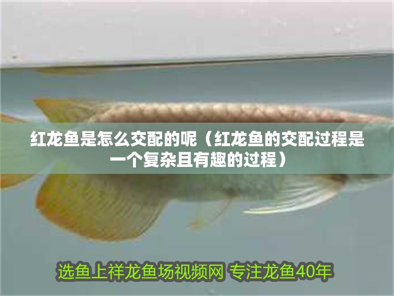 紅龍魚是怎么交配的呢（紅龍魚的交配過程是一個復雜且有趣的過程）