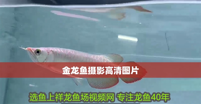 金龍魚攝影高清圖片
