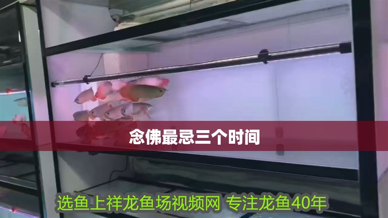 龍魚干蝦有營養嗎 念佛最忌三個時間 龍魚論壇 念佛最忌三個時間 念佛最忌三個時間 龍魚論壇