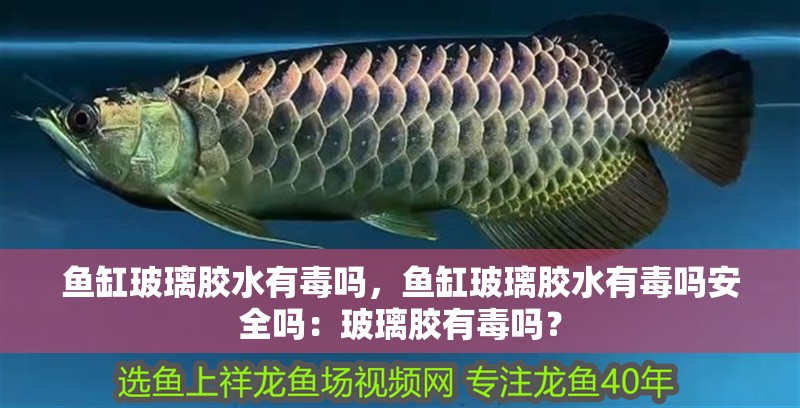 魚缸玻璃膠水有毒嗎，魚缸玻璃膠水有毒嗎安全嗎：玻璃膠有毒嗎？