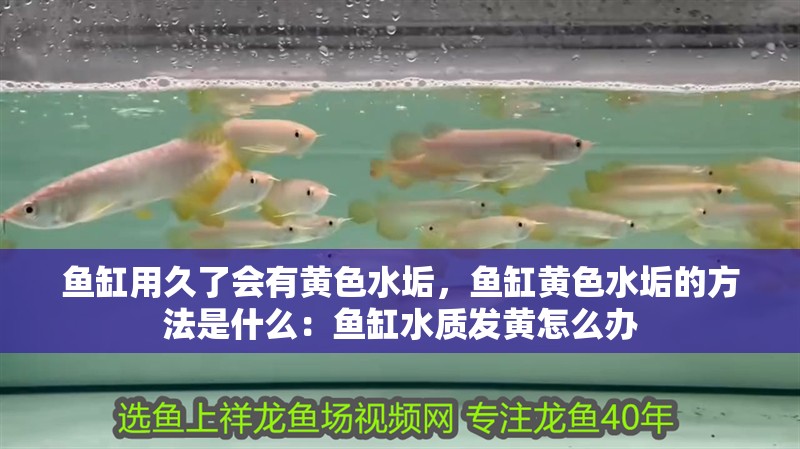 魚缸用久了會有黃色水垢，魚缸黃色水垢的方法是什么：魚缸水質發黃怎么辦 魚缸用久了會有黃色水垢，魚缸黃色水垢的方法是什么：魚缸水質發黃怎么辦 魚缸百科