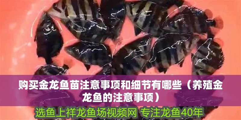 購買金龍魚苗注意事項和細節有哪些（養殖金龍魚的注意事項）