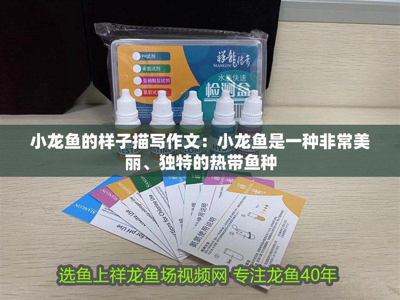 小龍魚的樣子描寫作文：小龍魚是一種非常美麗、獨特的熱帶魚種