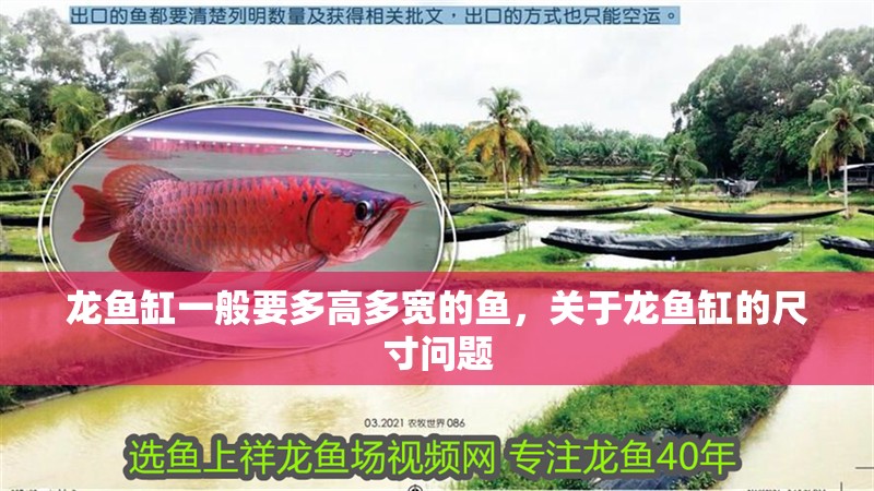 龍魚缸一般要多高多寬的魚，關于龍魚缸的尺寸問題