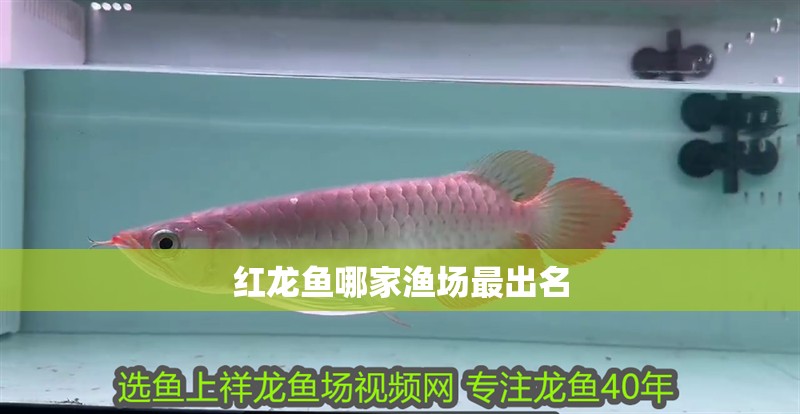 紅龍魚哪家漁場最出名