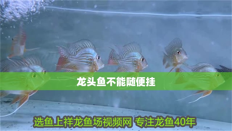 龍頭魚不能隨便掛 龍頭魚不能隨便掛 龍魚論壇