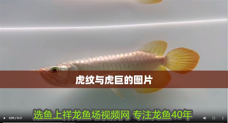 虎紋與虎巨的圖片 虎紋與虎巨的圖片 龍魚論壇